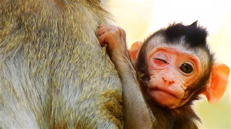 Animal rights activists have slammed . . Baby monkey traumatized